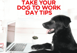 Take Your Dog To Work Day  Tips