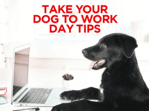Read more about the article Take Your Dog To Work Day  Tips