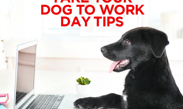 Take Your Dog To Work Day  Tips