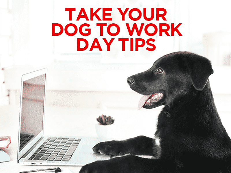 I take to work. Take your Dog to work Day праздник. День возьми свою собаку на работу. День «возьми собаку на работу» (take your Dog to work Day). Take your Dog.