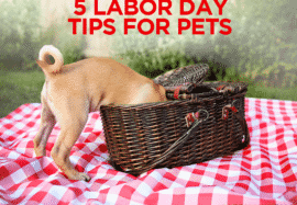 5 Labor Day Tips for Pets