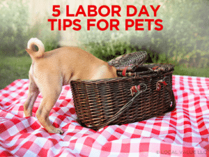 5 Labor Day Tips for Pets
