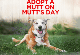 Adopt a Mutt on Mutt’s Day!
