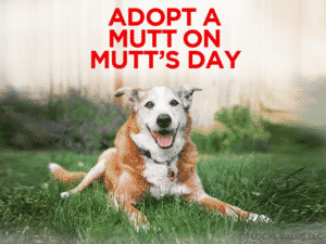 Read more about the article Adopt a Mutt on Mutt’s Day!