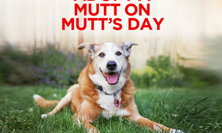 Adopt a Mutt on Mutt’s Day!