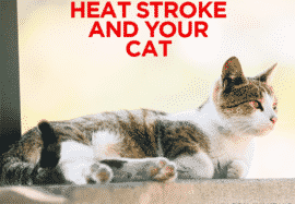 Heat Stroke & Your Cat