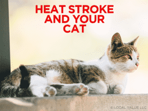Read more about the article Heat Stroke & Your Cat