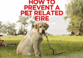 How to Prevent a Pet Related Fire