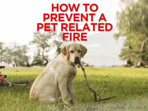 Read more about the article How To Prevent a Pet Related Fire