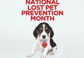 National Lost Pet Prevention Month