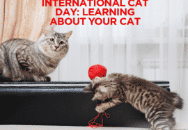 International Cat Day – Learning About Your Cat