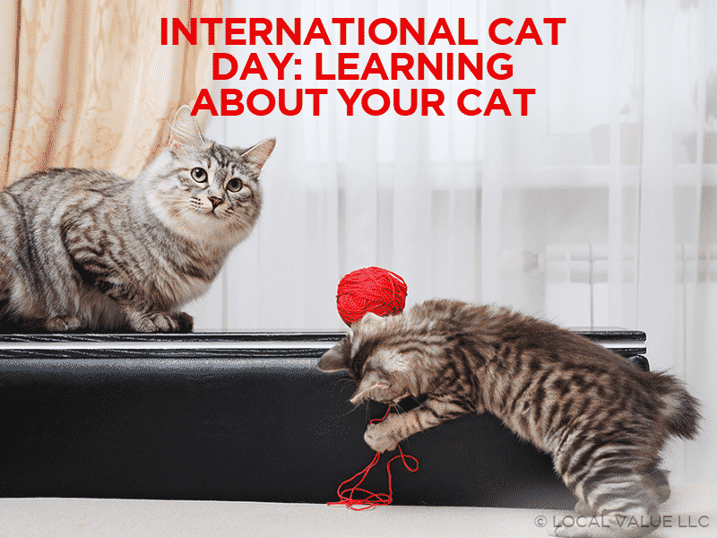 Read more about the article International Cat Day – Learning About Your Cat