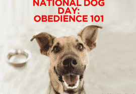 National Dog Day – Obedience 101