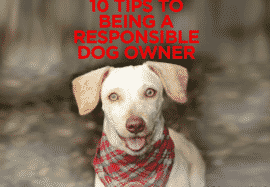 10 Tips To Being A Responsible Pet Owner