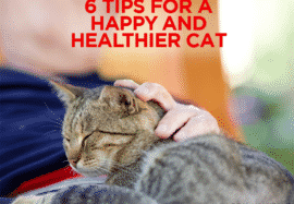 6 Tips For A Happy & Healthier Cat