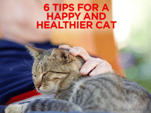 Read more about the article 6 Tips For A Happy & Healthier Cat