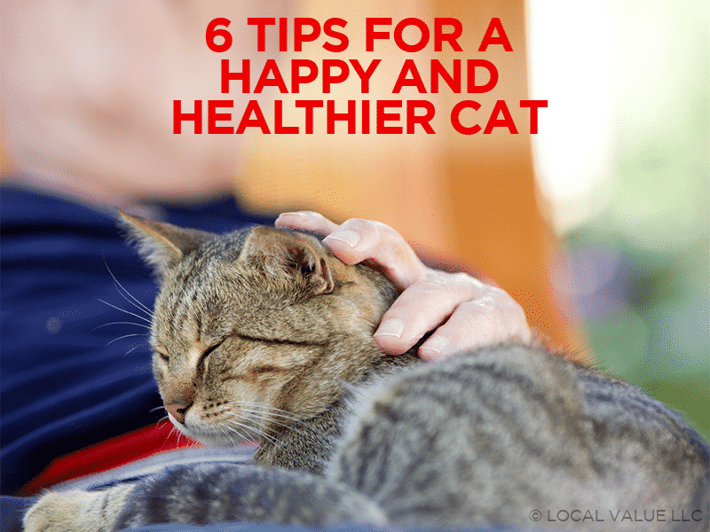 6 Tips For A Happy & Healthier Cat