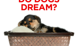 Do Dogs Dream?