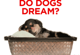 Do Dogs Dream?