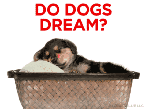 Read more about the article Do Dogs Dream?