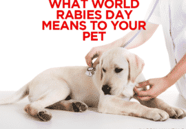 What World Rabies Day Means To Your Pet