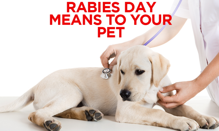 What World Rabies Day Means To Your Pet