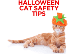 Halloween Cat Safety Tips