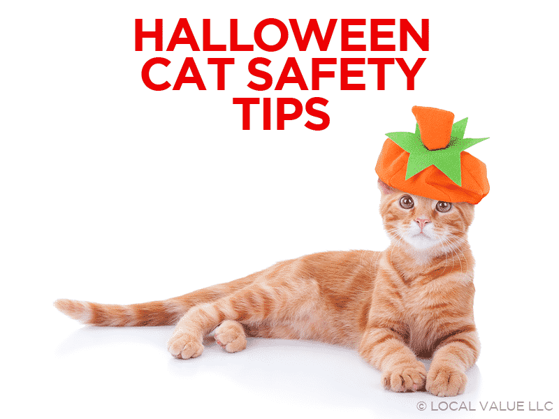 You are currently viewing Halloween Cat Safety Tips