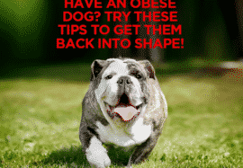Have an Obese Dog? Try These Tips to Get Them Back Into Shape!