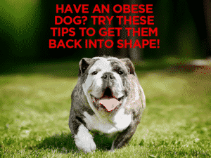 Read more about the article Have an Obese Dog? Try These Tips to Get Them Back Into Shape!
