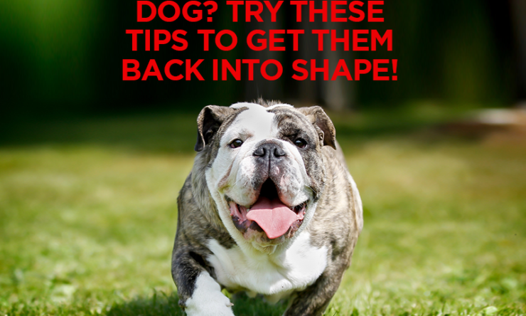 Have an Obese Dog? Try These Tips to Get Them Back Into Shape!