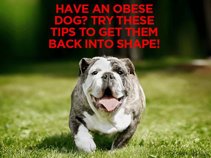 You are currently viewing Have an Obese Dog? Try These Tips to Get Them Back Into Shape!