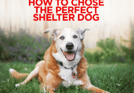 How To Choose The Perfect Shelter Dog