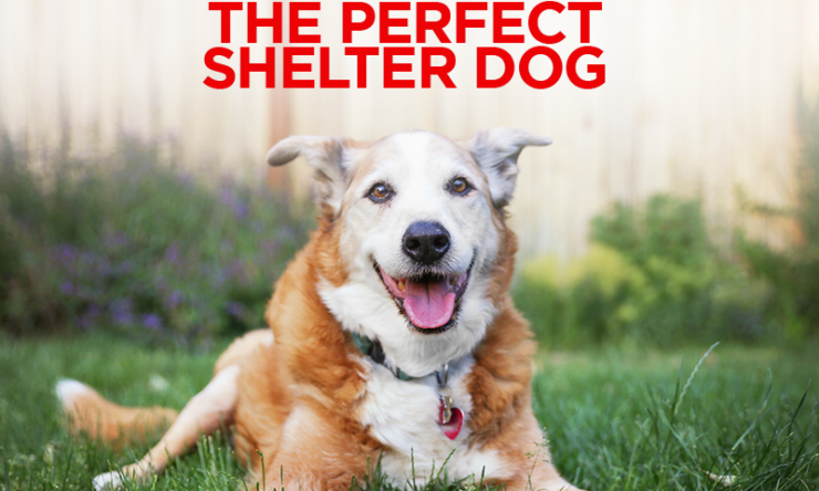 How To Choose The Perfect Shelter Dog
