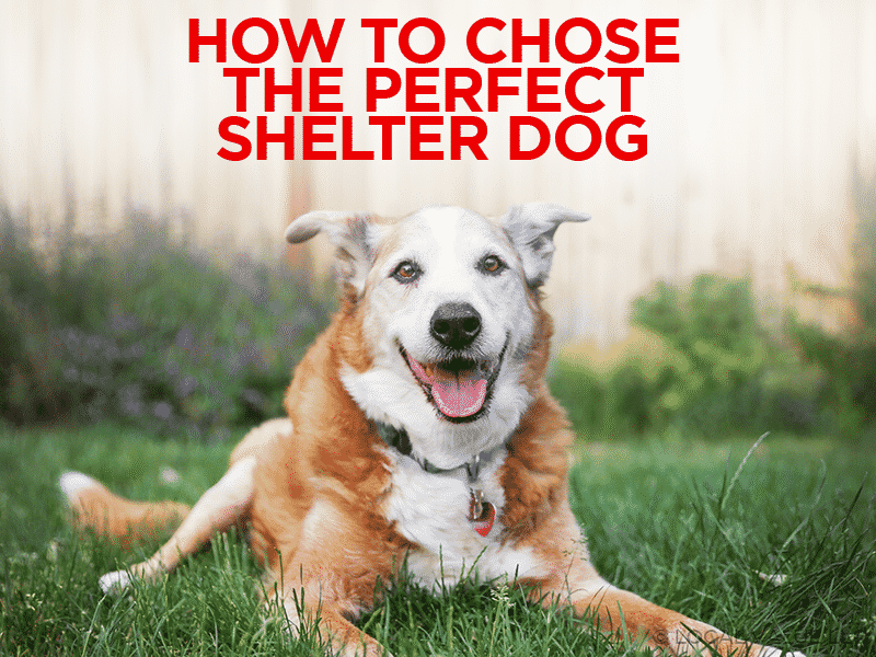 Read more about the article How To Choose The Perfect Shelter Dog