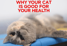 Why Your Cat Is Good for Your Health