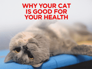 Read more about the article Why Your Cat Is Good for Your Health