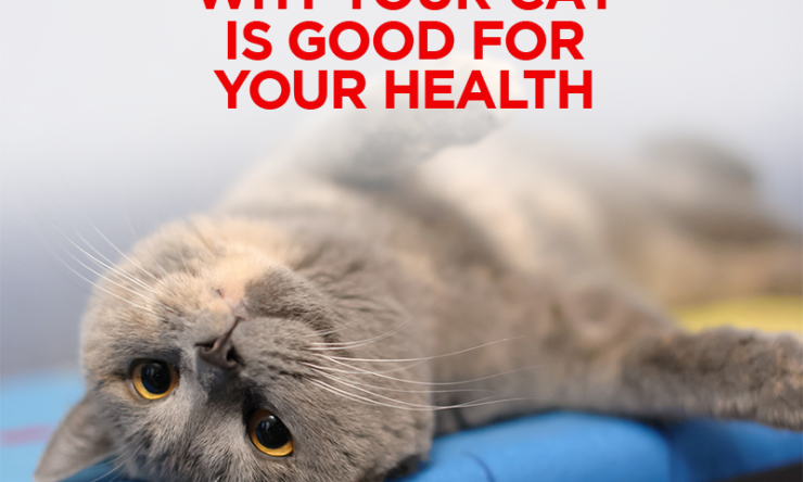 Why Your Cat Is Good for Your Health