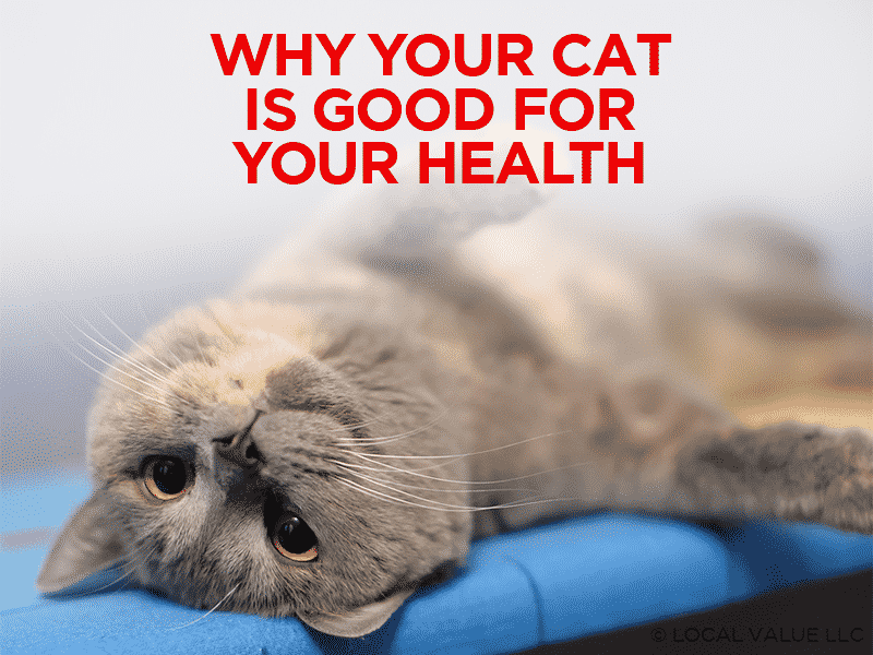 You are currently viewing Why Your Cat Is Good for Your Health