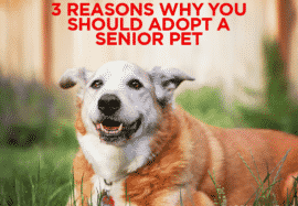 3 Reasons Why You Should Adopt A Senior Pet