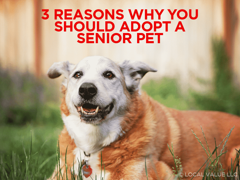 You are currently viewing 3 Reasons Why You Should Adopt A Senior Pet