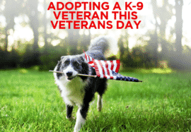 Adopting A K-9 Veteran This Veterans Day