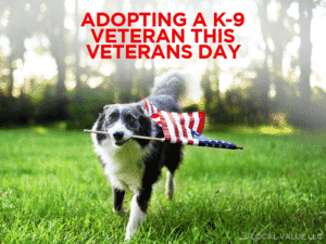 Read more about the article Adopting A K-9 Veteran This Veterans Day