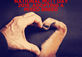 National Mutt Day 2016: Adopting A Mixed Breed