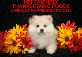 Pet Friendly Thanksgiving Foods