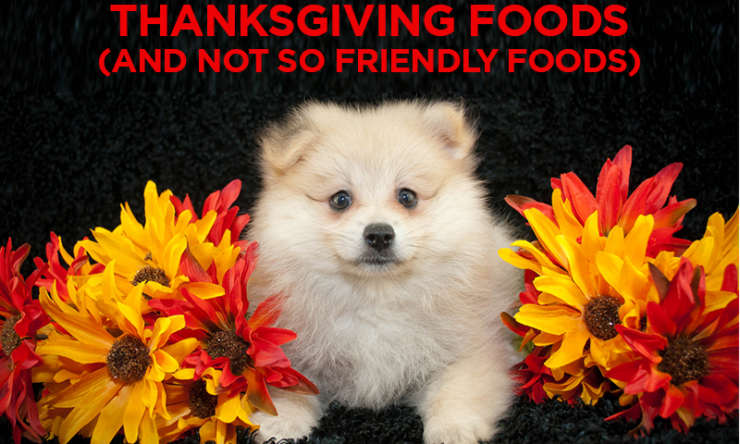 Pet Friendly Thanksgiving Foods