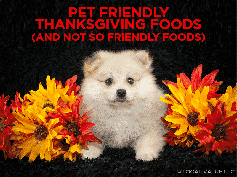 Read more about the article Pet Friendly Thanksgiving Foods