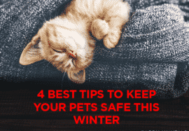 4 Best Tips To Keep Your Pets Safe This Winter