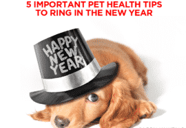 5 Important Pet Health Tips to Ring In The New Year