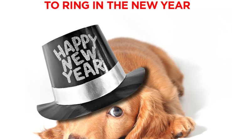 5 Important Pet Health Tips to Ring In The New Year